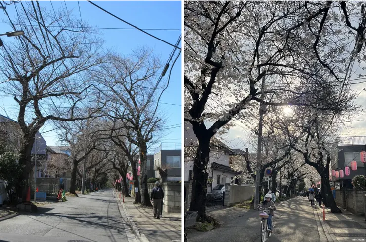 櫻花有沒有開差很多呢。左為2024年,右為2025年。