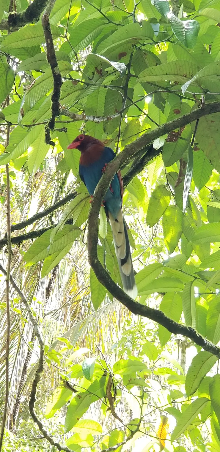 用手機拍也很清楚