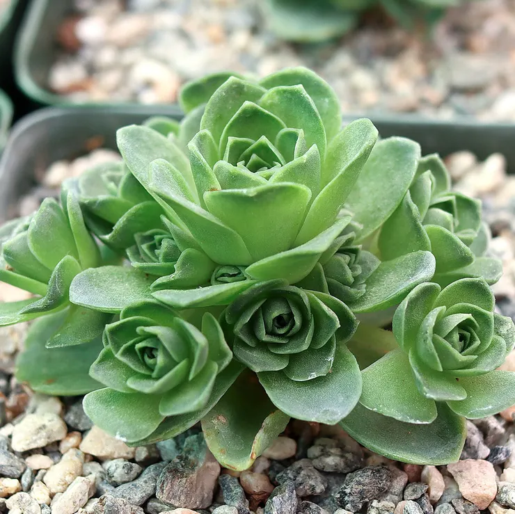 Aeonium dodrantale