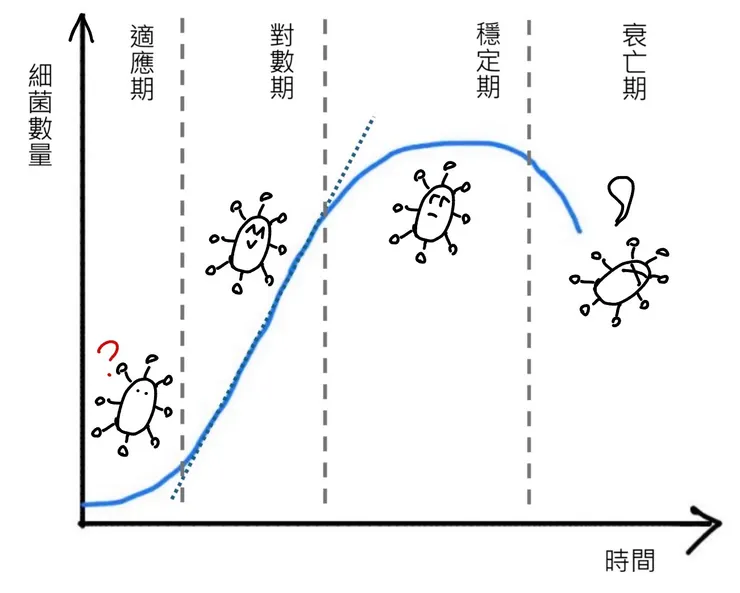 一個典型的細菌生長曲線。為了方便和上圖進行比對，此圖也故意畫成對數圖（圖片來源：手繪）