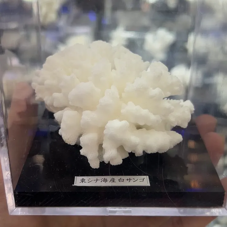 老闆靠自己的雙手經過一個多月的清水洗淨、挑去雜質，將珊瑚變成家中的展示品，延續珊瑚的美。