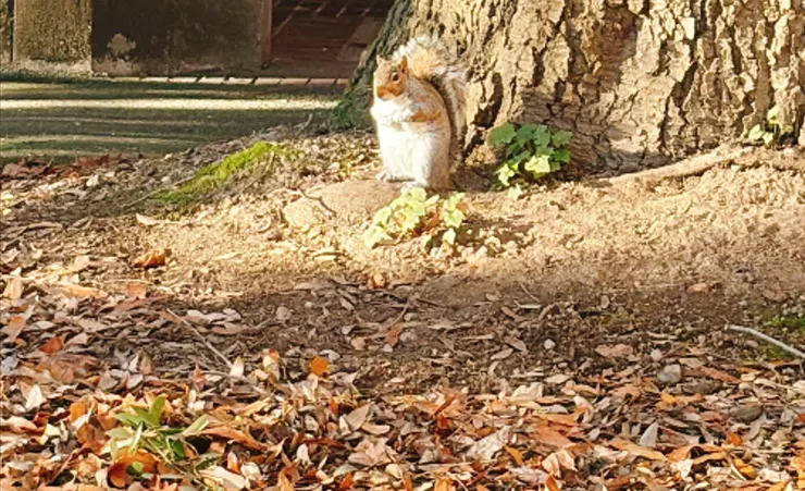 樹下嬉戲日光浴的松鼠