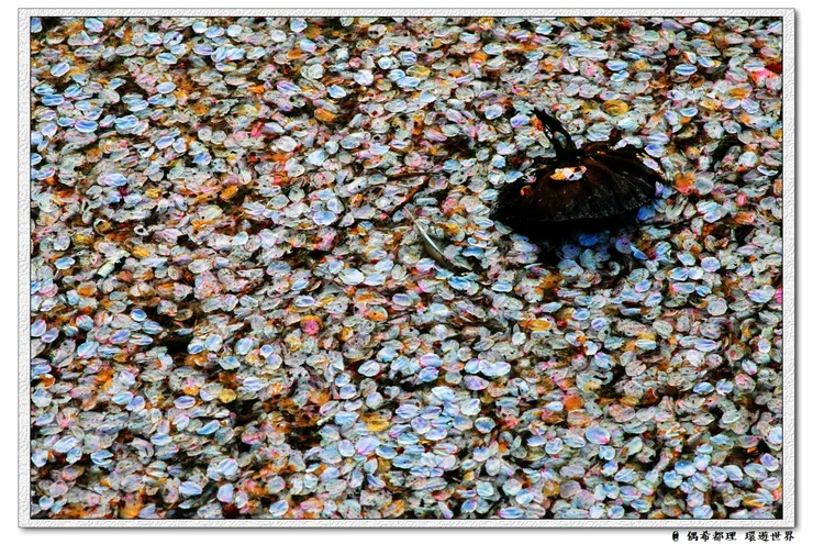 【東京・櫻花】