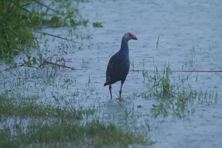 Purple Swamphen