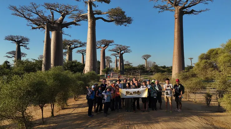 馬達加斯加著名的猢猻樹大道｜照片來源：傑哥