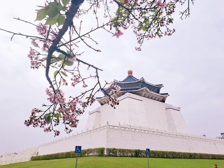 櫻花與紀念堂(霉女拍攝)