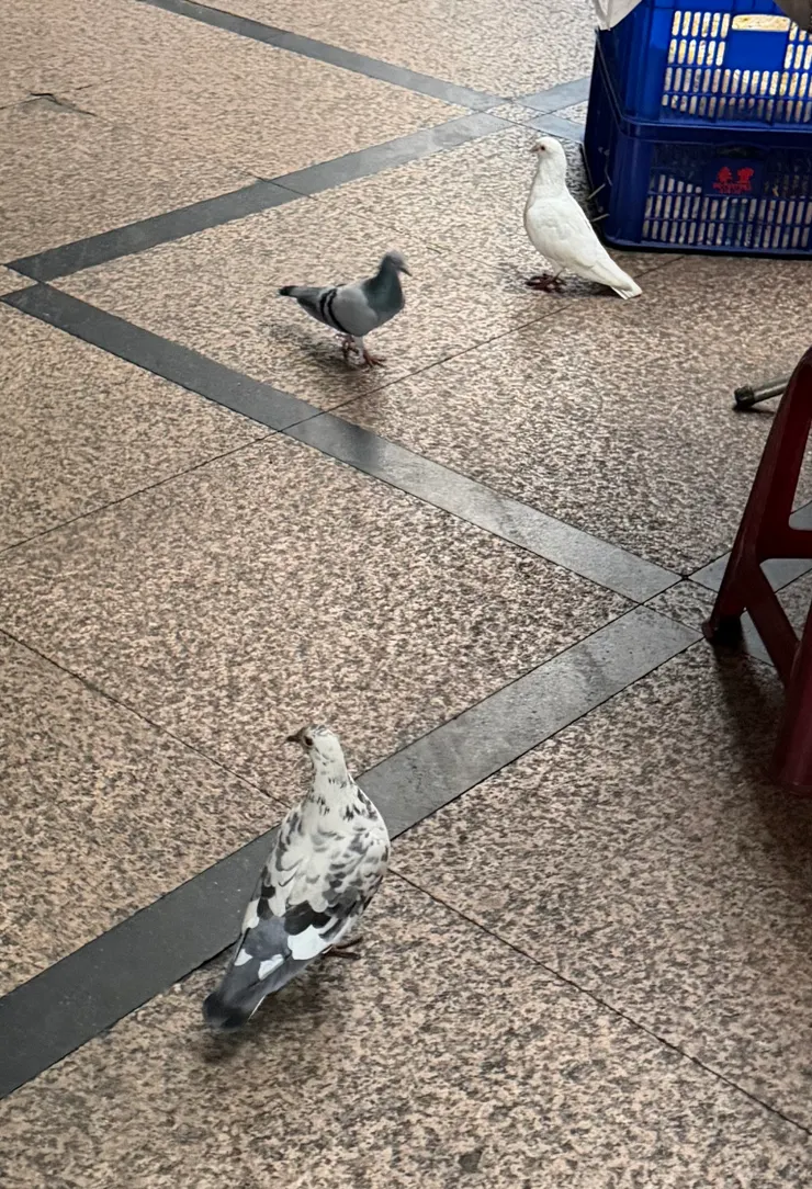 鴿子與他的小夥伴們