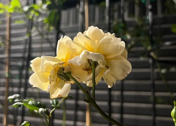 一朵狀況不甚好