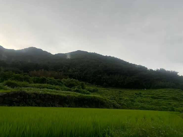道山綠油油稻田