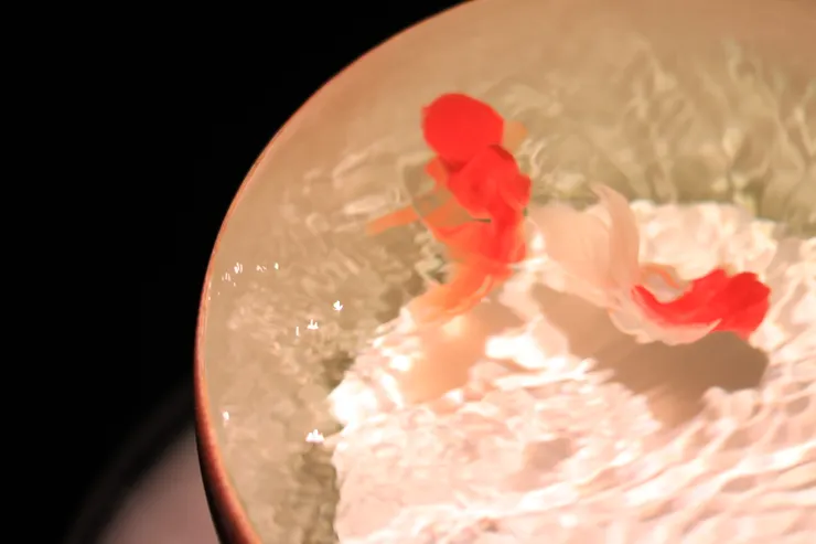 Canon 750D.ISO 100. f1.8. 1/125sec