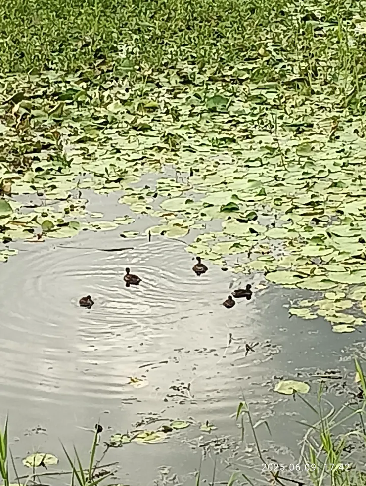 這是真水鴨雛,真高興得見;美濃湖今“水雉”復育有成,當天也見因距遠手機難拍及。