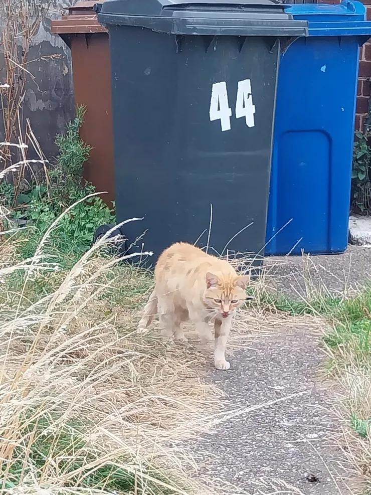 之後只要她去我家,我聽到聲音,我就會從綠油油的草地站起來,跑過去歡迎她,通常她都會被我感動到的!