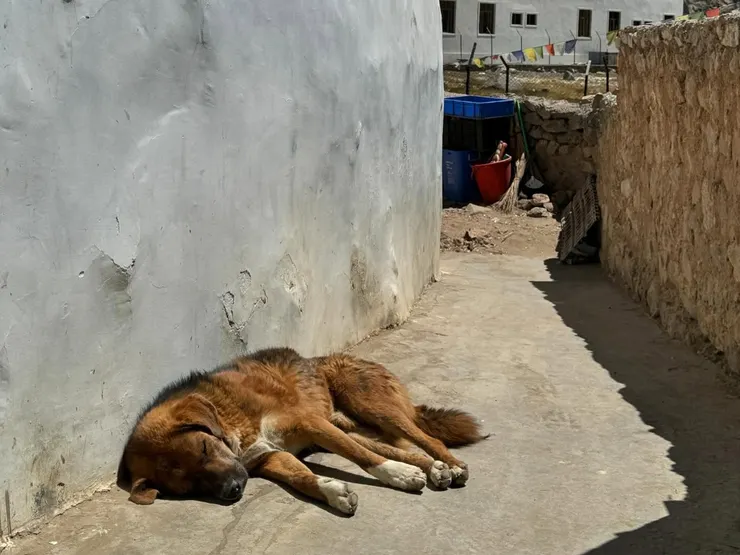 溫泉小鎮裡曬太陽的狗狗