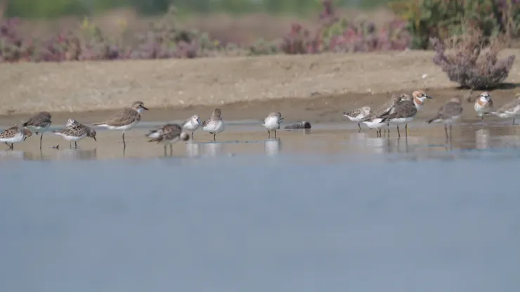 找水鳥就如尋寶