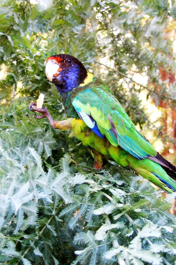 澳洲環頸鸚鵡