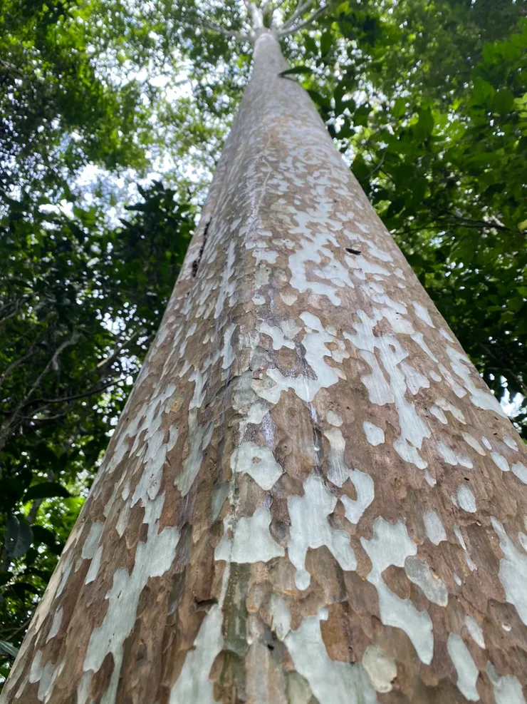 蛇木: 表面光滑如蛇，防止其他物種植物攀爬共生