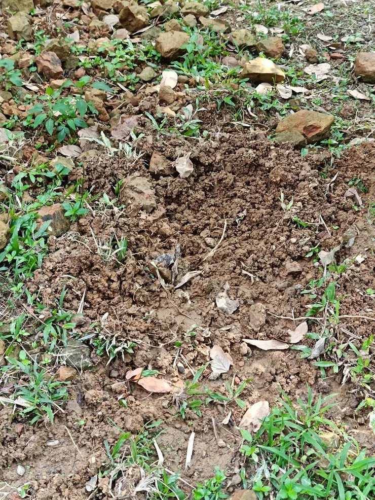 山豬翻過的土地，像不像被犁過的田呢？