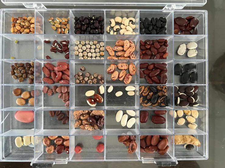 多彩多姿的菜豆。攝影：老葉