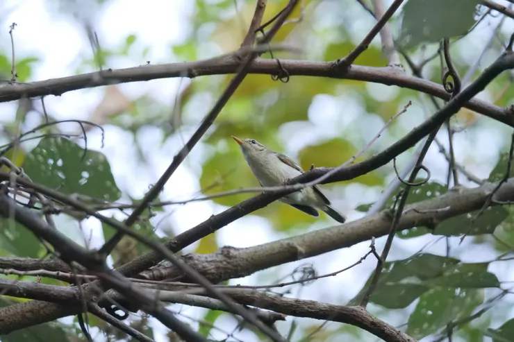 在頭頂唱歌的小鳥