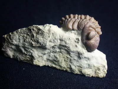 凱諾普斯三葉蟲(Kainops invius)