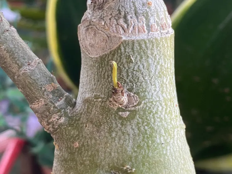 2024.4.20的沙漠玫瑰，長出新芽了