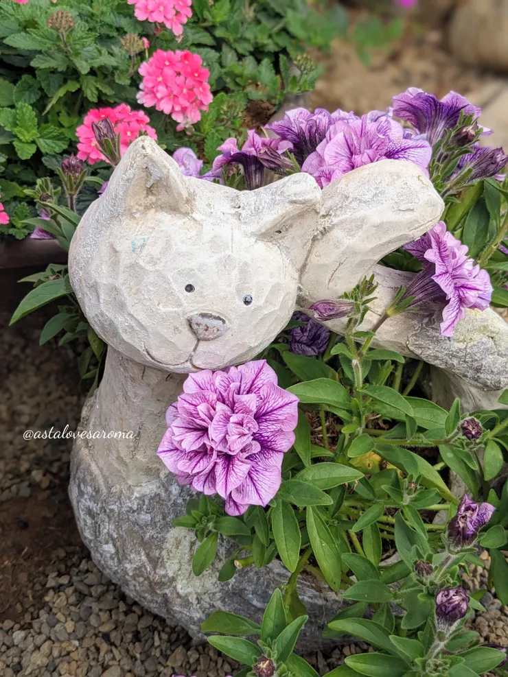 這貓咪造型的【紫色流星雨】矮牽牛盆栽真的太可愛🥰