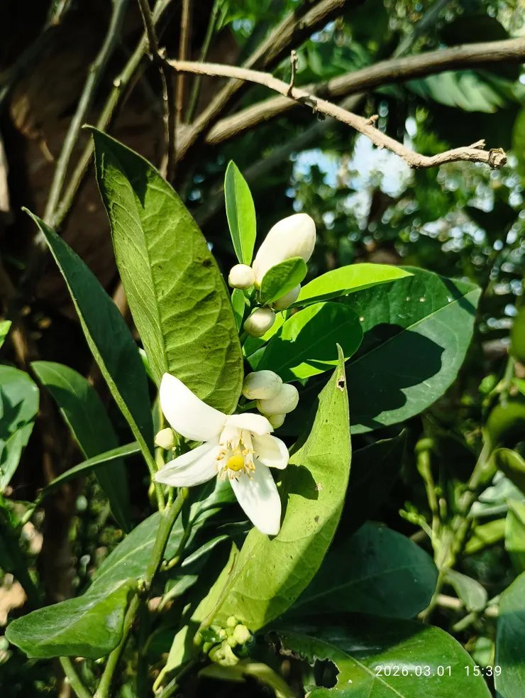 非金桔非檸檬似柑橘類