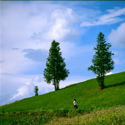 拎起耳朵向前走