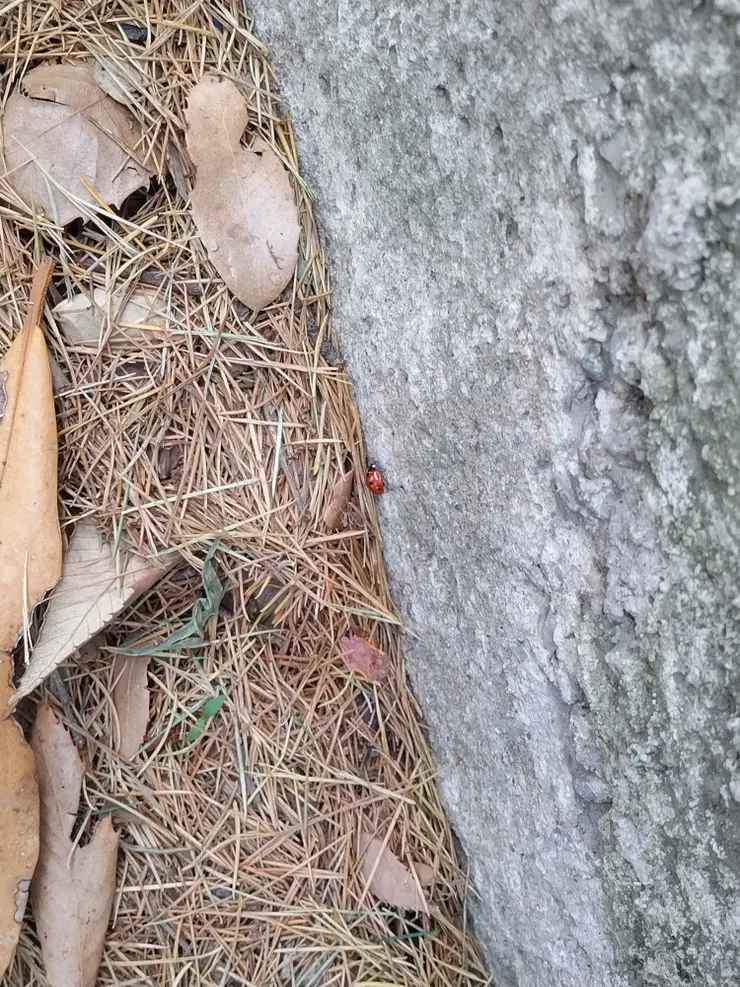 20240601-on the way to Tushita.瓢蟲也是