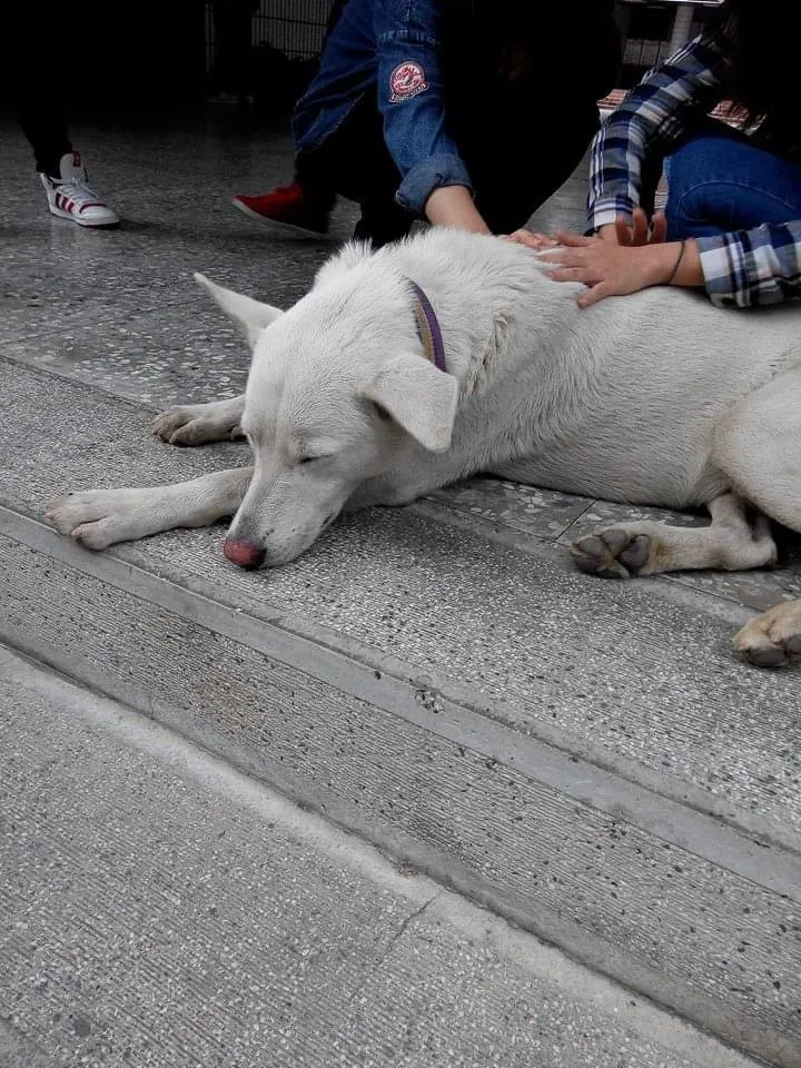 大白怎麼老是這麼累😅