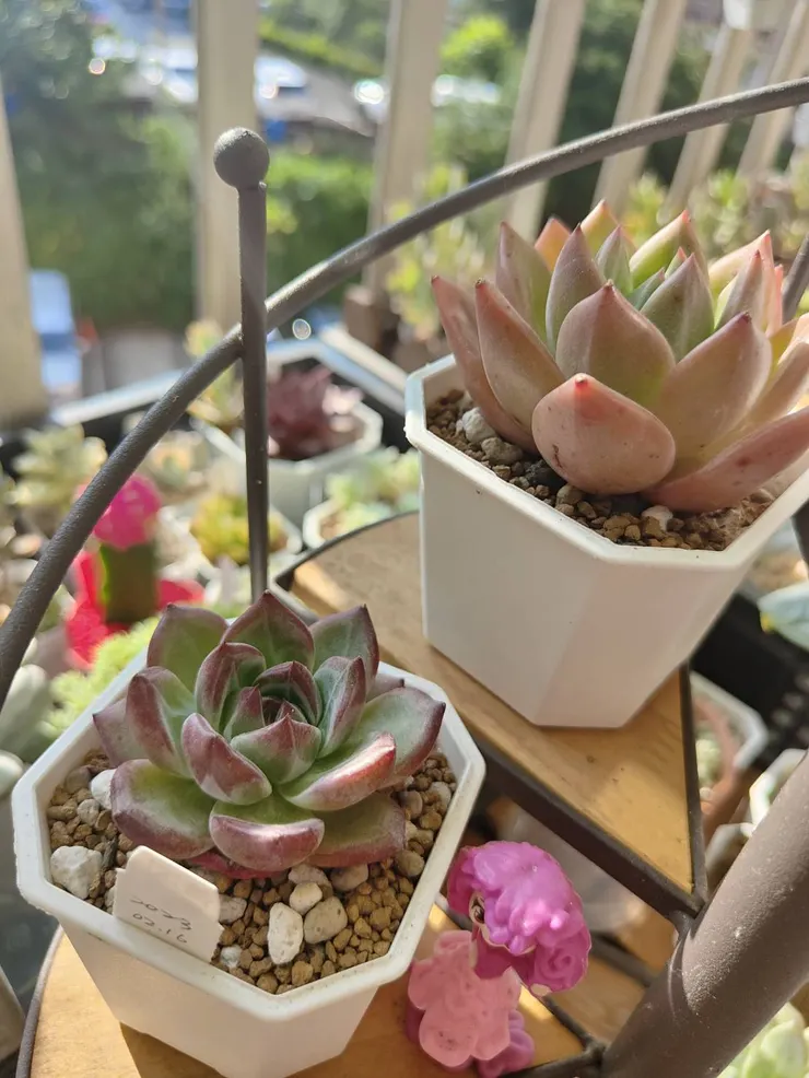 快要夏天的比翼鳥綠色變明顯了