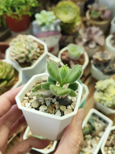 小小可愛熊童子 :)