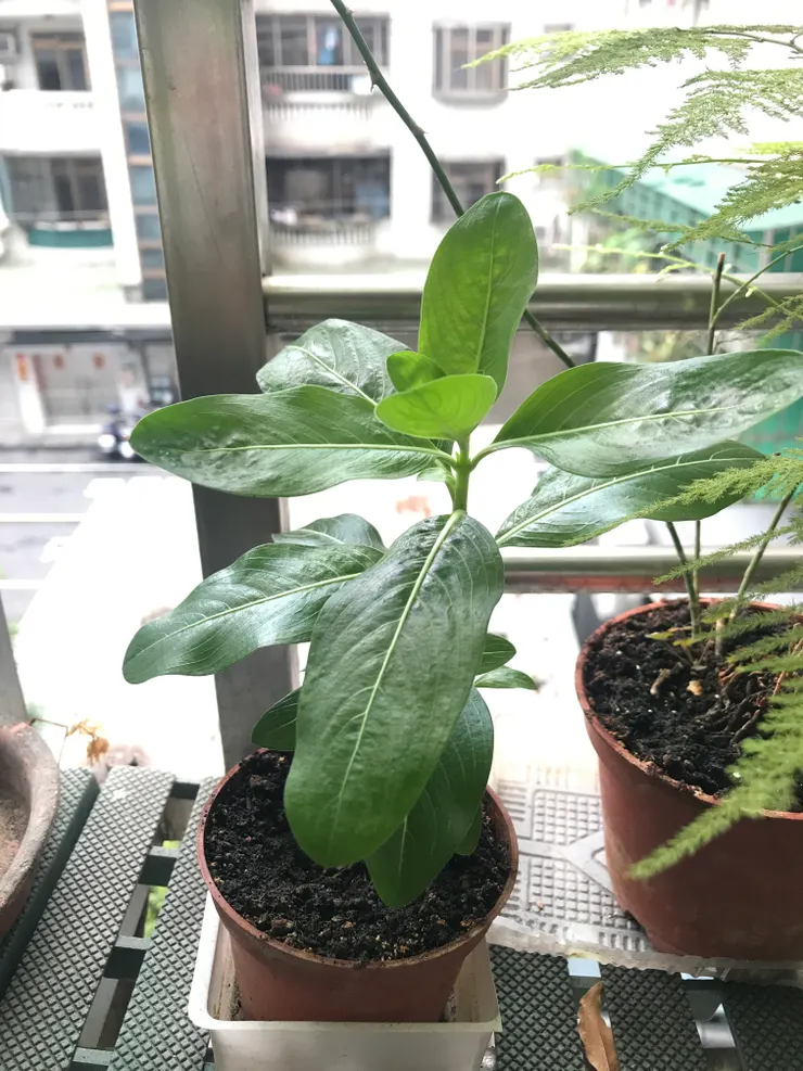 日日春小苗長到10公分高了，頂芽出現小花苞，這個時候已經可以摘心來促進分枝