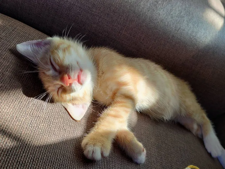 曬一下女友家的貓