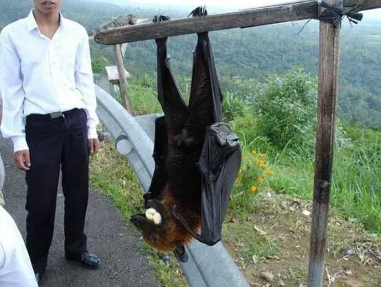 世界最大蝙蝠 – 菲律賓金冠果蝠(圖 ∕ 取自Nextshark)