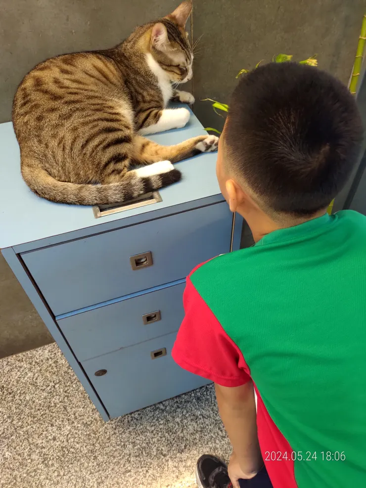 弟弟與貓