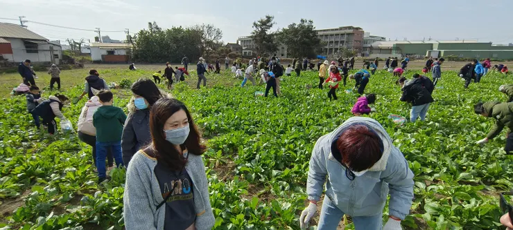 一家一個茄芷袋收穫晶瑩滿滿 回味兒時唱的歌喜聽童稚歡笑