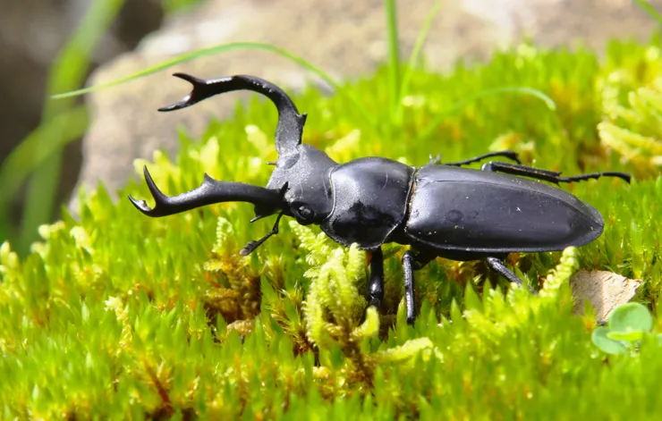 © peterchen36 的觀察紀錄