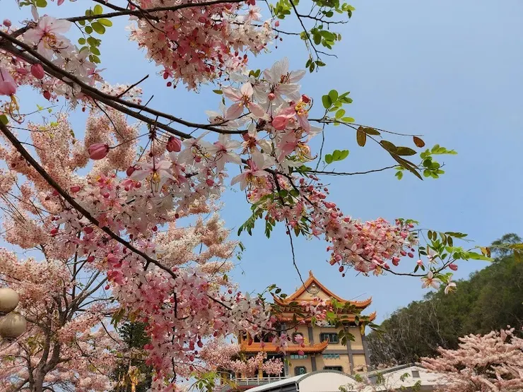 可媲美日本美照（圖片截圖於網路）