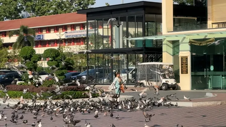 被餵食的快樂鴿子們