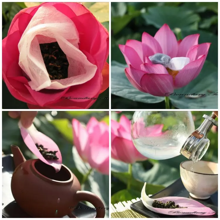 清晨荷花綻放,經過一夜的薰蒸的茶葉,吸飽荷花的香氣,就可取來泡茶了