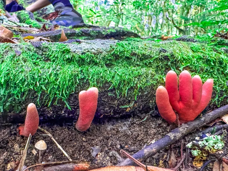 被壓在樹下的紅色小手手。是火焰木黴菌(火焰茸) 為致命猛毒菌，食用後10分鐘有病徵，2 日後導致臟器及腦神經受損致死。即使未喪命也會留下永久性的腦損障礙。據日本記載皮膚較敏感者觸碰菌肉汁液會造成皮膚嚴重過敏，可能導致發炎潰爛.  （資料來源：蕈哥菇妹園地）