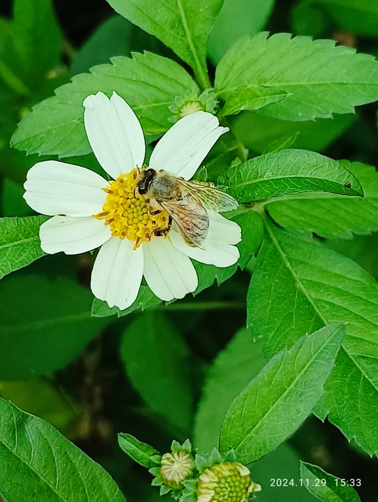 蜂停大花咸豐草