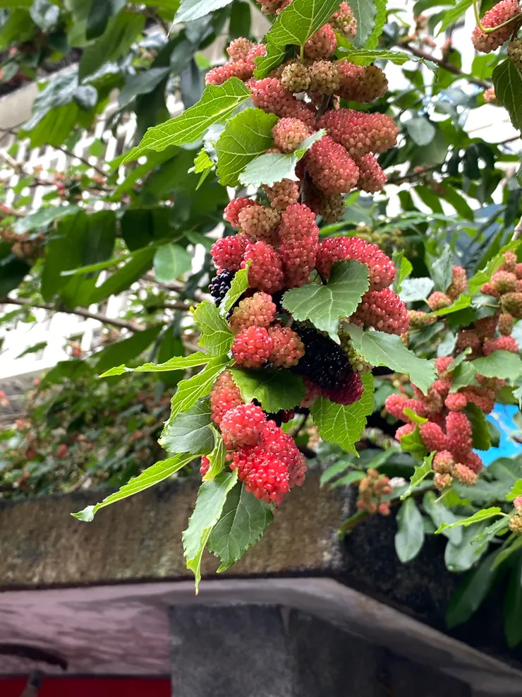 新生街13巷住宅門前結實累累的桑葚