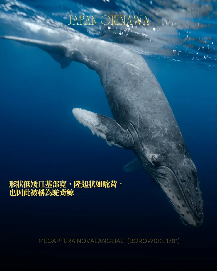 攝影｜𝖳𝖸𝖫𝖤𝖱 𝖳𝖠𝖭𝖠𝖪𝖠