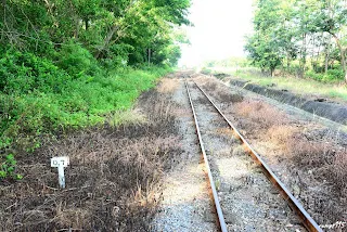 往烏樹林方向拍攝,東山線在左側雜草中(7358)
