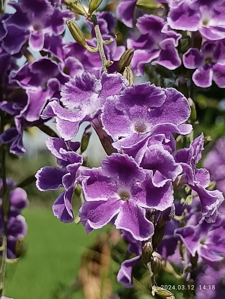 “金露華”於我濃豔香郁似“韻婦”，苦楝淡雅氣息如淑女，自拍