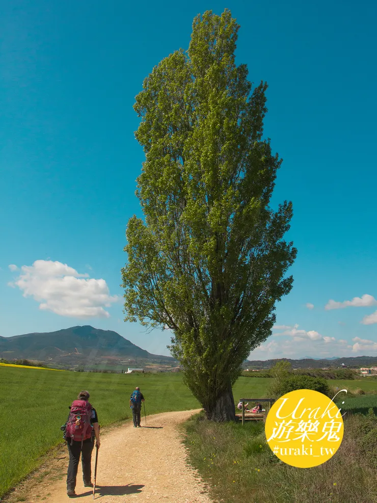 倫巴底楊，一種像「驚嘆號」般的獨特剪影
