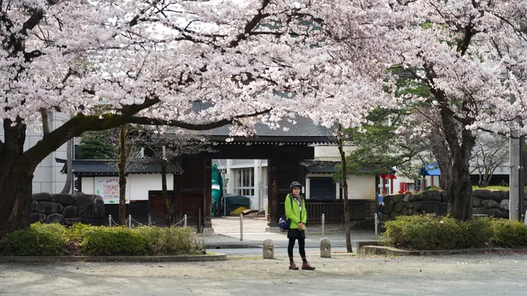 幼兒園旁的櫻花