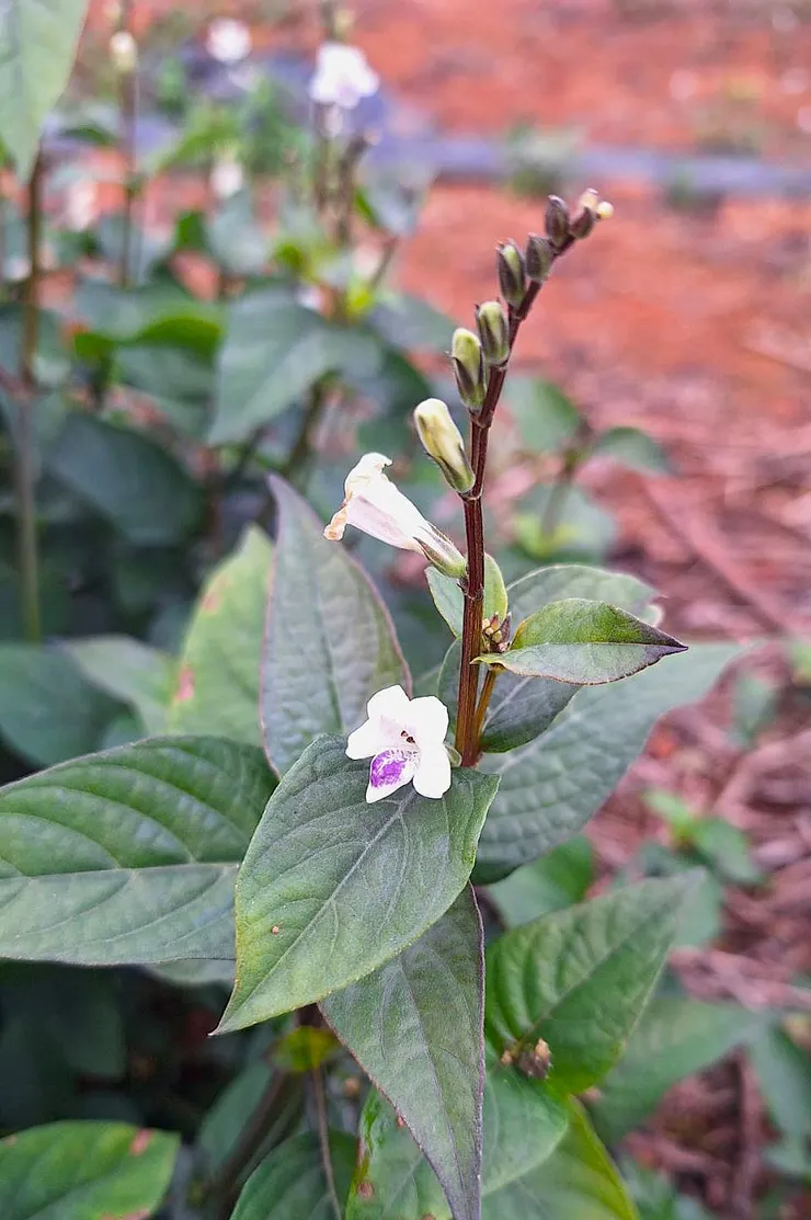 小花十萬錯花序(拍攝於南投名間)